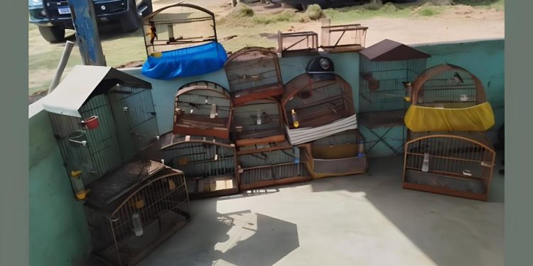 Polícia Ambiental apreende 16 pássaros silvestres em Vila Velha - Foto: Polícia Ambiental.ES