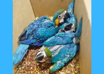 Crime ambiental: filhotes de arara são encontrados em condições precárias em revendedora - Foto: Polícia Ambiental - ES