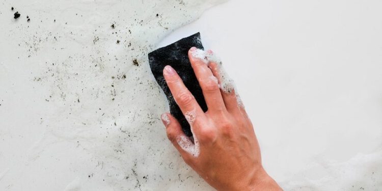 Os perigos invisíveis: Riscos para a saúde causados pelo mofo em casa - Imagem: Freepik