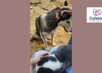 Cinco cães são resgatados em situação de maus-tratos em Colatina - Foto: Reprodução