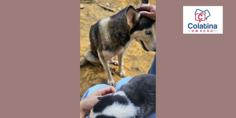 Cinco cães são resgatados em situação de maus-tratos em Colatina - Foto: Reprodução
