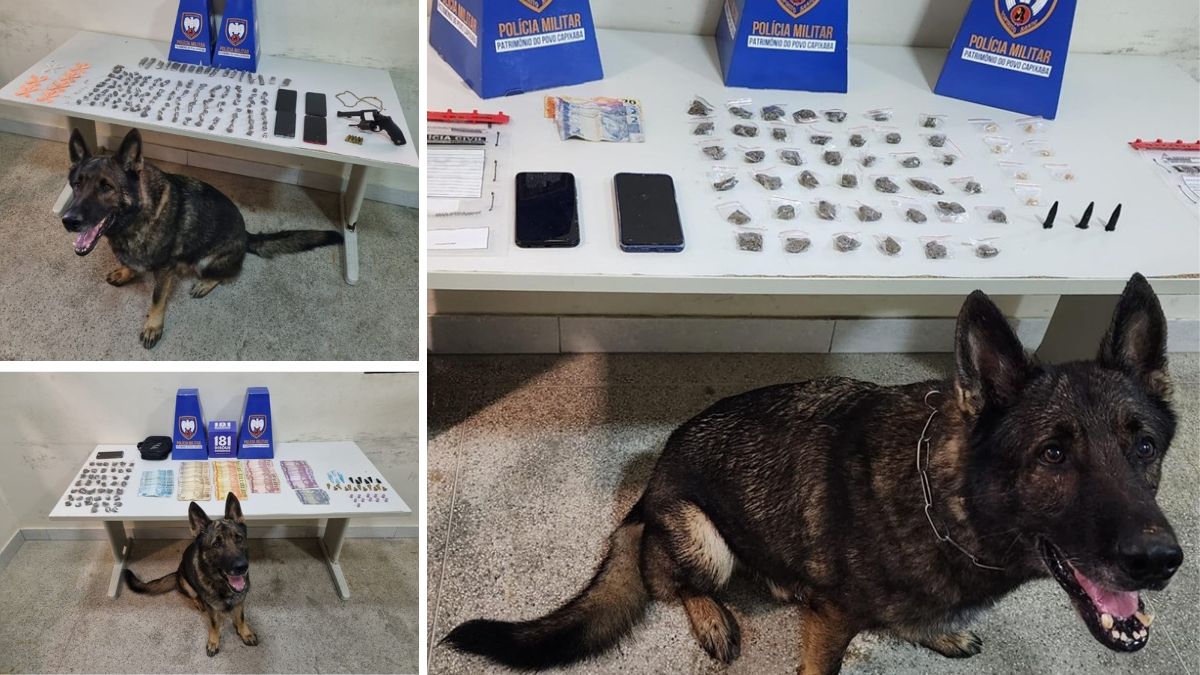 Cão policial Mike, do 10º BPM, morre após seis anos de serviço - Foto: PMES/Divulgação