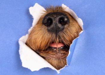 Justiça determina pagamento de pensão alimentícia para cachorro - Foto: Divulgação