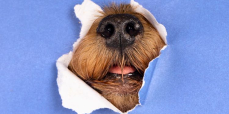 Justiça determina pagamento de pensão alimentícia para cachorro - Foto: Divulgação