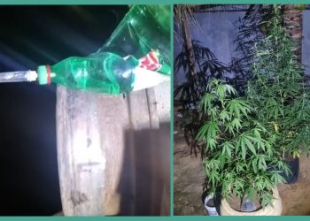 Polícia encontra plantação de maconha com 'engenharia' caseira em Colatina - Foto: Crédito: Redes sociais | @cap_balbino25