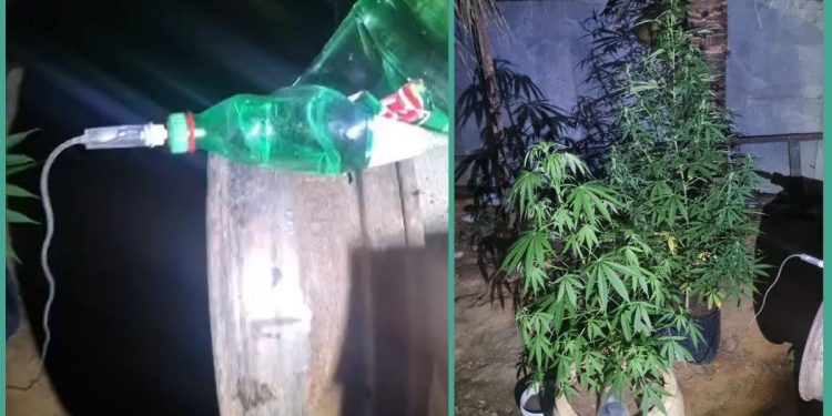Polícia encontra plantação de maconha com 'engenharia' caseira em Colatina - Foto: Crédito: Redes sociais | @cap_balbino25
