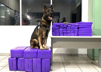 Cão policial Mike, do 10º BPM, morre após seis anos de serviço - Foto: PMES/Divulgação