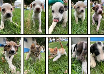 Colatina: sábado tem feira de adoção de animais na área verde - Foto: Comunicação PMC