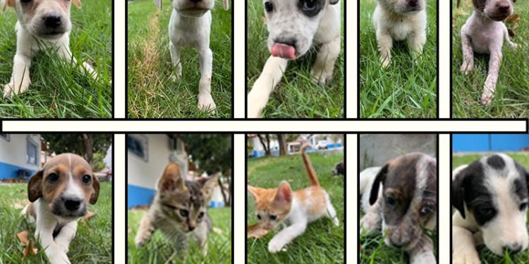 Colatina: sábado tem feira de adoção de animais na área verde - Foto: Comunicação PMC