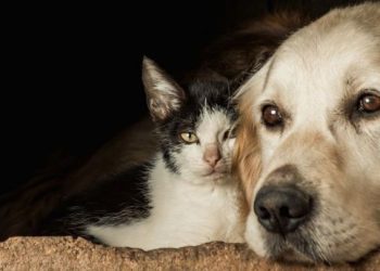 Colatina amplia programa de bem-estar animal com nova etapa de castrações gratuitas - Foto: Reprodução