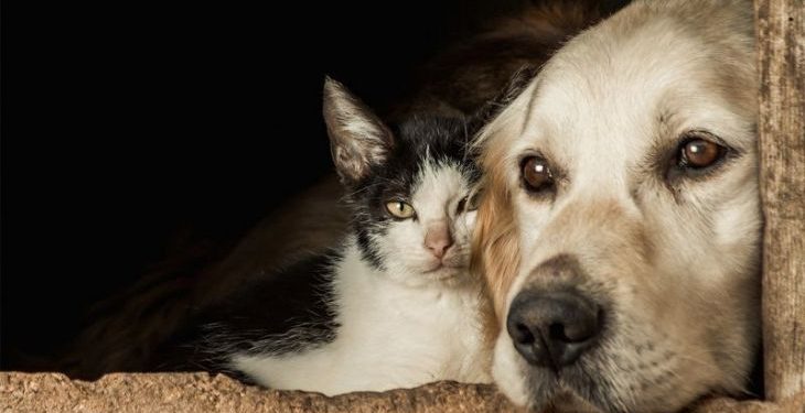 Colatina amplia programa de bem-estar animal com nova etapa de castrações gratuitas - Foto: Reprodução