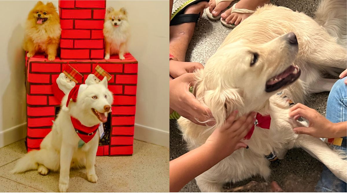 Cachorros transformam o dia a dia no Hospital Infantil de Vila Velha - Foto: SESA