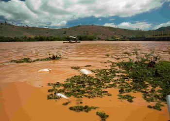 Peixes mortos no Rio Doce em Baixo Guandu - Foto: Reprodução
