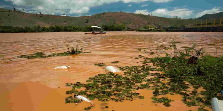 Peixes mortos no Rio Doce em Baixo Guandu - Foto: Reprodução
