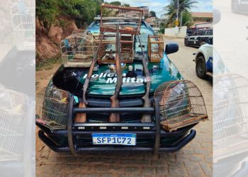 Polícia Ambiental apreende armas e aves silvestres em Barra de São Francisco - Foto: Polícia Ambiental/Divulgação