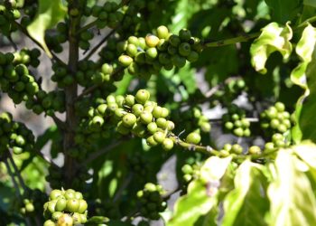 Incaper investe em pesquisas para fortalecer a cafeicultura no ES - Foto: Reprodução