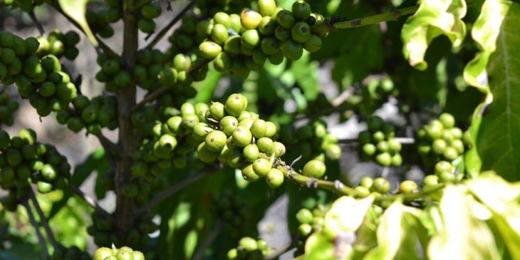 Incaper investe em pesquisas para fortalecer a cafeicultura no ES - Foto: Reprodução