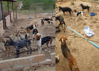 Polícia resgata 80 cães da raça Beagle em condições de maus-tratos em Boa Esperança - Foto: PCES
