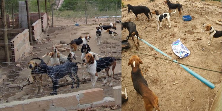 Polícia resgata 80 cães da raça Beagle em condições de maus-tratos em Boa Esperança - Foto: PCES