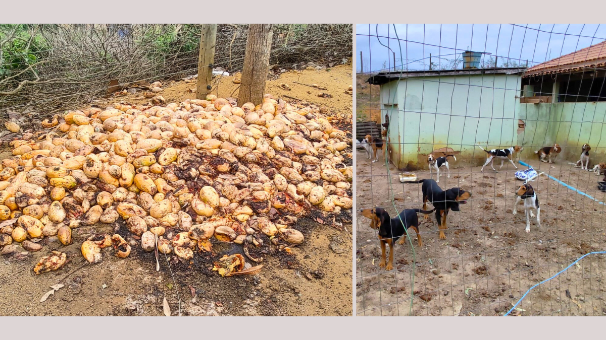 Polícia resgata 80 cães da raça Beagle em condições de maus-tratos em Boa Esperança - Foto: PCES