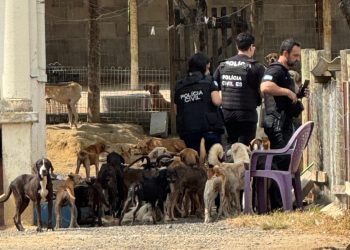 PC prende mulher por maus-tratos a 26 cães em ONG de Aracruz - Foto: PCES