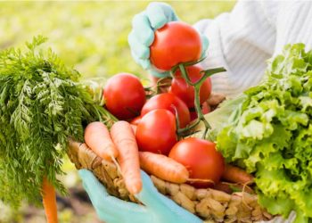 Como cultivar suas próprias hortaliças e temperos - Foto: Divulgação