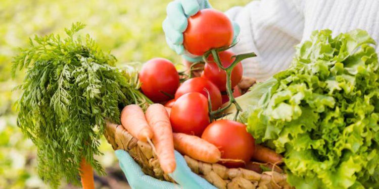 Como cultivar suas próprias hortaliças e temperos - Foto: Divulgação