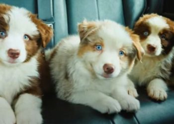 Crescimento do Setor Pet: Oportunidades para Micro e Pequenos Negócios - Foto: Reprodução