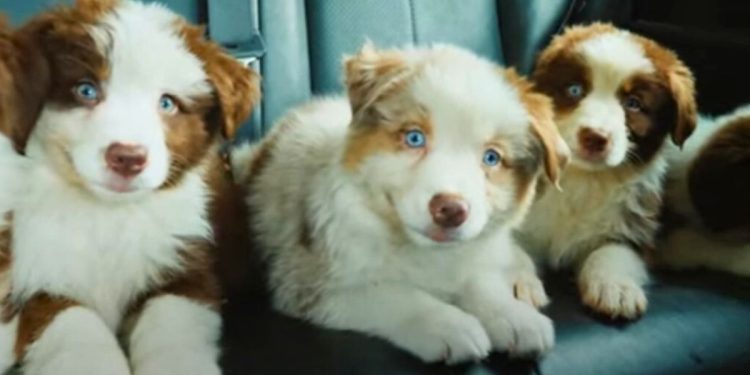 Crescimento do Setor Pet: Oportunidades para Micro e Pequenos Negócios - Foto: Reprodução