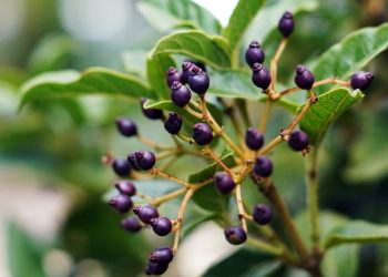 5 Passos essenciais para o cultivo de frutíferas em vaso - Foto: Reprodução