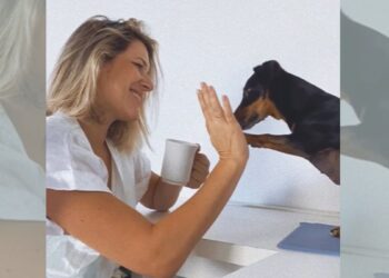 Veterinária garante que cães, filhotes e adultos, podem aprender se tutores seguirem alguns treinos regularmente - Foto: Reprodução