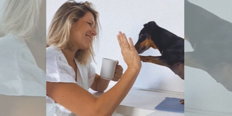 Veterinária garante que cães, filhotes e adultos, podem aprender se tutores seguirem alguns treinos regularmente - Foto: Reprodução