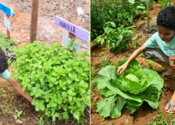 Horta escolar transforma realidade de alunos em Santa Teresa - Foto: Sedu