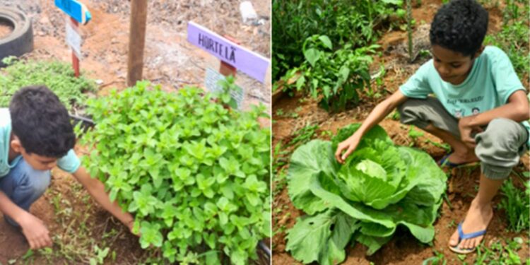 Horta escolar transforma realidade de alunos em Santa Teresa - Foto: Sedu