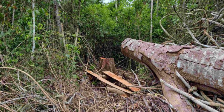 Idaf flagra desmatamento de 2,5 hectares em área de Mata Atlântica no ES - Foto: Idaf