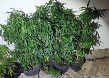 PM apreende pés de maconha em bairro de Colatina - Foto: PMES