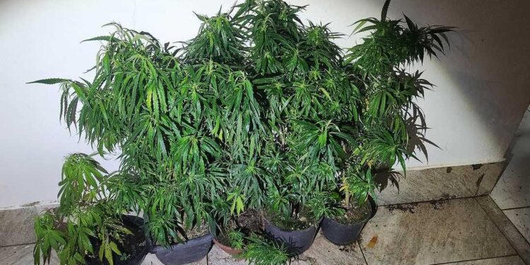 PM apreende pés de maconha em bairro de Colatina - Foto: PMES