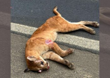 Onça-parda é encontrada morta na BR-259, em Colatina - Foto: Guandu Online