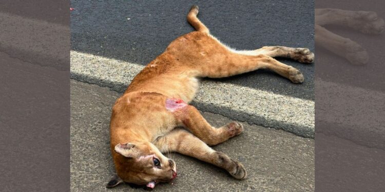 Onça-parda é encontrada morta na BR-259, em Colatina - Foto: Guandu Online