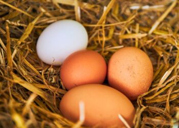 Ovo é tudo igual? Tudo o que você precisa saber sobre esse alimento - Foto: Reprodução