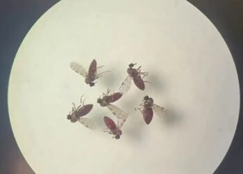 Colatina entre as 10 cidades do ES com mais casos de Febre Oropouche - Foto: Reprodução