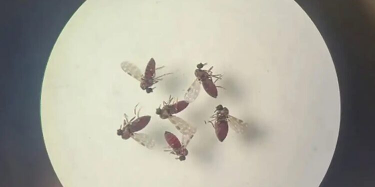 Colatina entre as 10 cidades do ES com mais casos de Febre Oropouche - Foto: Reprodução