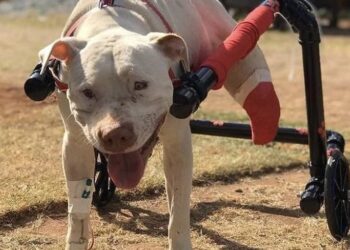 Morre Sansão: cão símbolo da Lei contra maus-tratos deixa saudade e esperança - Foto: Reprodução