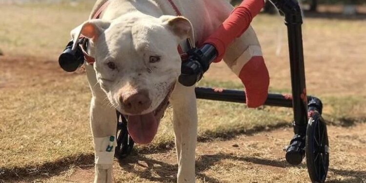 Morre Sansão: cão símbolo da Lei contra maus-tratos deixa saudade e esperança - Foto: Reprodução
