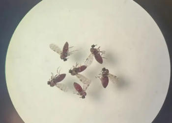 Saiba como identificar o maruim, vetor principal da Febre Oropouche - Foto: Reprodução