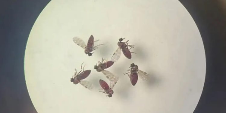 Saiba como identificar o maruim, vetor principal da Febre Oropouche - Foto: Reprodução