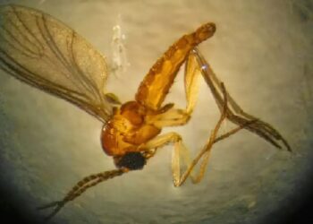 Sociedade Brasileira de medicina tropical/Divulgação