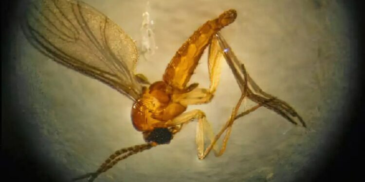 Sociedade Brasileira de medicina tropical/Divulgação