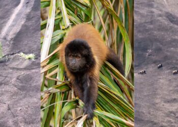 Ciclista registra bando raro de macacos em Pancas, ES - Foto: Reprodução