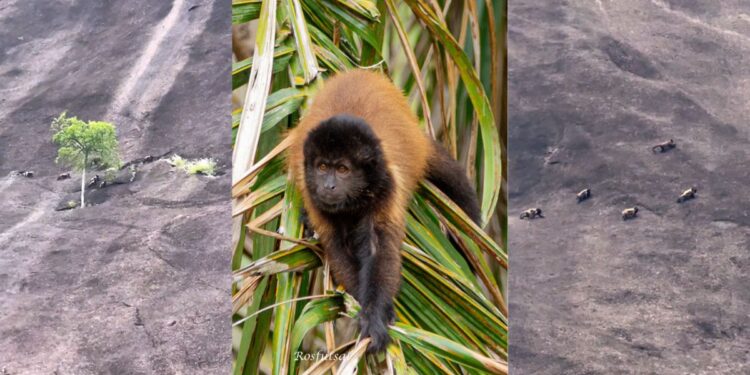 Ciclista registra bando raro de macacos em Pancas, ES - Foto: Reprodução